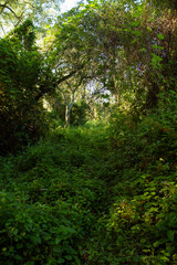 Pre Delta National Park tropical green forest, Entre Ríos, Argentina. Beautiful foliage and leafage