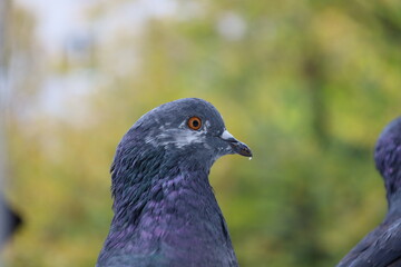 Pigeon closeup photography, dove beautiful portrait, animal head