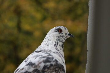 White male Pigeon closeup portrait, dove face photography, summer city atmosphere 