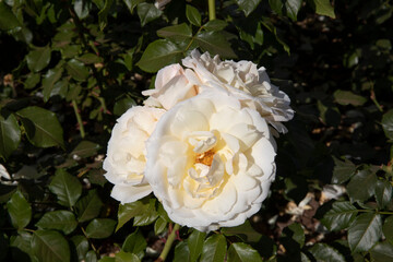 Flower bed. White roses blooming in the park. Closeup view of Rosa Tchaikovsky flowers of white petals, blossoming in the garden	
