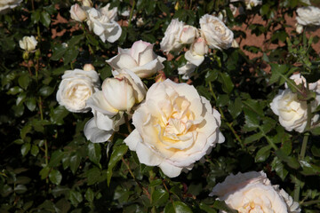 Flower bed. White roses blooming in the park. Closeup view of Rosa Tchaikovsky flowers of white petals, blossoming in the garden