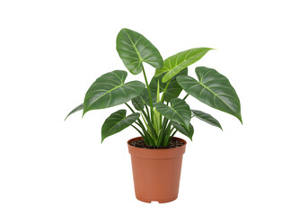 Plant with Pot PNG - Isolated on Transparent Background
