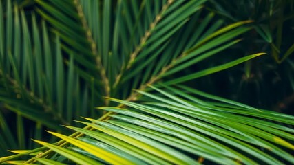 Close up of vibrant green palm leaf texture in a tropical setting, natural, summer, foliage