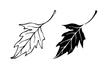 Line sketch, silhouette, stamp of leaves. Vector graphics.