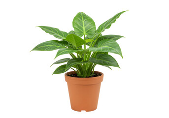 Elegant Plant with Leaves in a Textured Pot - Transparent Background PNG