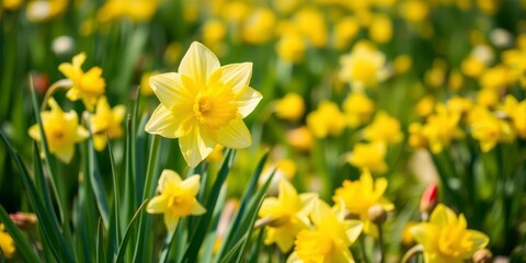 Fototapeta premium Vibrant yellow daffodil flowers blooming in a lush green field under the sun, sun, beautiful