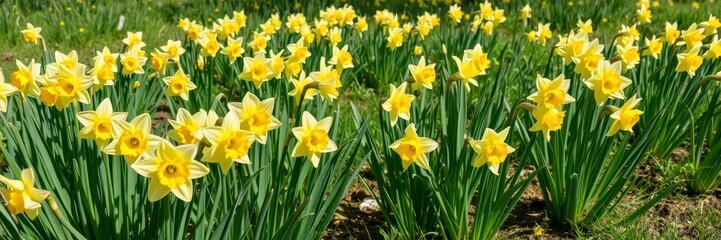 Obraz premium Vibrant yellow daffodil flowers blooming in a vast field under the bright sun, seasonal, botany