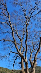 An old zelkova tree towering high against the blue sky