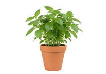 Plant with Pot PNG - Isolated on Transparent Background