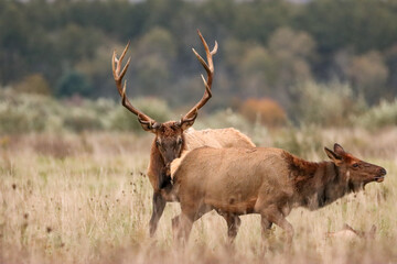 Elk Bull Cow Rut Romance Action 