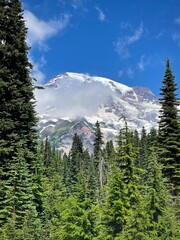 Mount Rainier framed by evergreen trees (Mount Rainier National Park, Washington, USA)