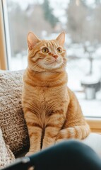 Orange cat sitting and looking out a window. AI.