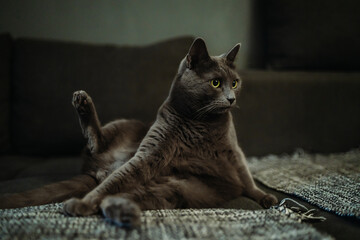 Russian blue cat pet laying and playing on the bad	