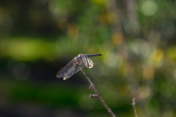 Dragonfly perched on a delicate twig in a vibrant green garden during a sunny afternoon