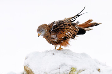 Fluffy kite in snowfall. Red kite, Milvus milvus, perched on snowy rock in winter blizzard. Endangered bird of prey with red feather. Cute raptor with beautiful eyes. Wildlife. Winter nature habitat.
