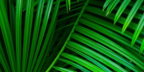 Close up of natural tropical green palm leaf texture, background, botanical