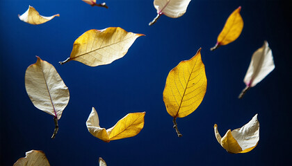 autumn leaves on blue background