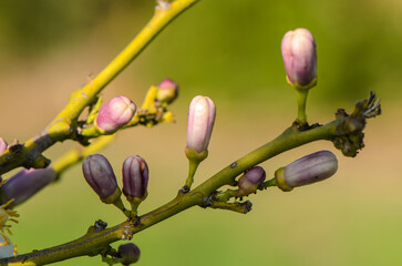 Vibrant spring buds emerging on a branch in a sunlit garden