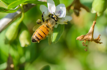 Busy bee collecting nectar from blooming flowers in a lush garden under bright sunlight