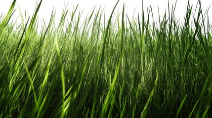 Fototapeta premium Green Grass Blades