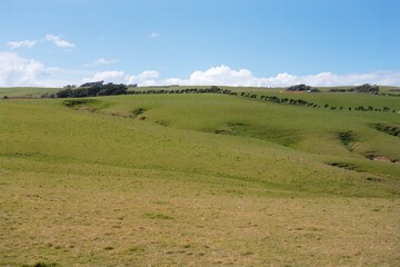 Green Pasture Landscape in South New Zealand