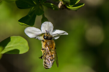 Bees gather nectar from delicate white flowers in a sunny garden during the vibrant spring season