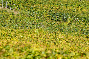 Seasonal workers harvesting ripe chardonnay wine grapes on Cote des Blancs, harvest on green grand...