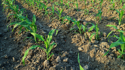 Young corn plants in corn field. Exposed to morning sunlight. Focus selected