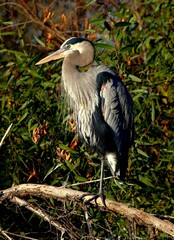 Fototapeta premium Great Blue Heron on Branch