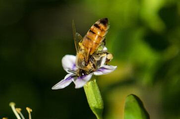 Honeybee collecting nectar from a vibrant flower in a lush garden setting during sunny afternoon hours