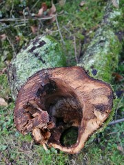 Hohler Baumstamm von oben