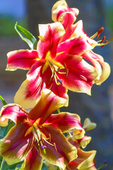 Tall flowering hybrid perennial lily TO - hybrid 