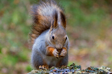 A wild squirrel sits on a stump in a forest area feeding on raw seeds, autumn fur molt.