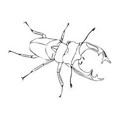 Stag beetle in doodle style. Vector illustration isolated on white background.
