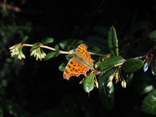 Close – up of an open winged polygonia c-album, or comma butterfly on a twig of wintergreen barberry (berberis julianae) on a sunny April day in Bonn, Germany.