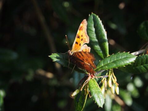 Close &ndash; up of a polygonia c-album, or comma butterfly on a twig of wintergreen barberry (berberis julianae) on a sunny April day in Bonn, Germany.