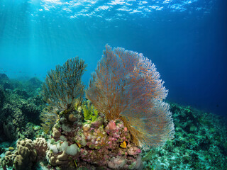 Obraz premium coral reef under water