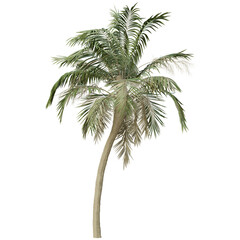 Fototapeta premium 3D rendered palm tree isolated on transparent background