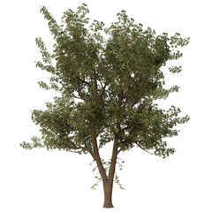 3D rendered fantasy green tree isolated on transparent background