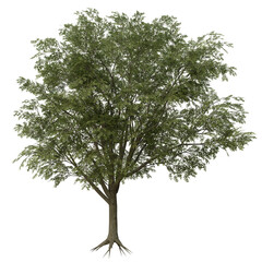 Fototapeta premium 3D rendered fantasy green tree isolated on transparent background
