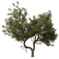 3D rendered fantasy green tree isolated on transparent background