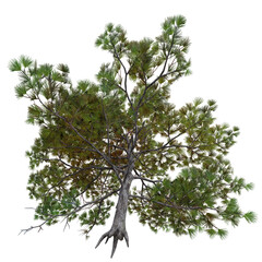3D rendered fantasy green tree isolated on transparent background