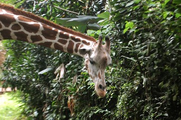 Giraffe, an exotic animal at the zoo