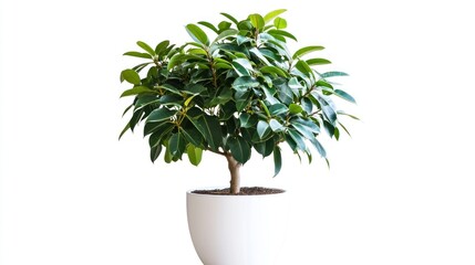 Fototapeta premium Lush green ficus plant in a white pot on white background.