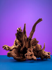 Close-up of wooden driftwood for aquarium or terrarium  on purple background