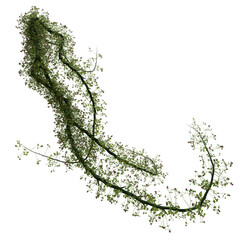 3D rendered wild green branch isolated on transparent background