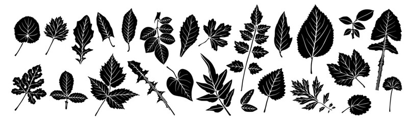 Collection of silhouettes, stamps of various leaves. Simple decorative botanical elements. Vector graphics.