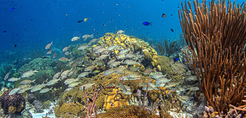 Caribbean coral garden, underwater Bonaire Landscape