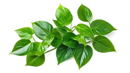 Obraz premium Lush green foliage branch isolated on white background.