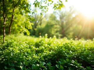 Lush green forest with sunlight filtering through trees, creating a magical and serene outdoor background, scenic, background